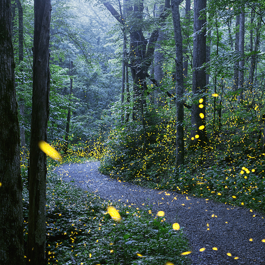 A forest path at Elkmont lined with synchronous fireflies at dusk